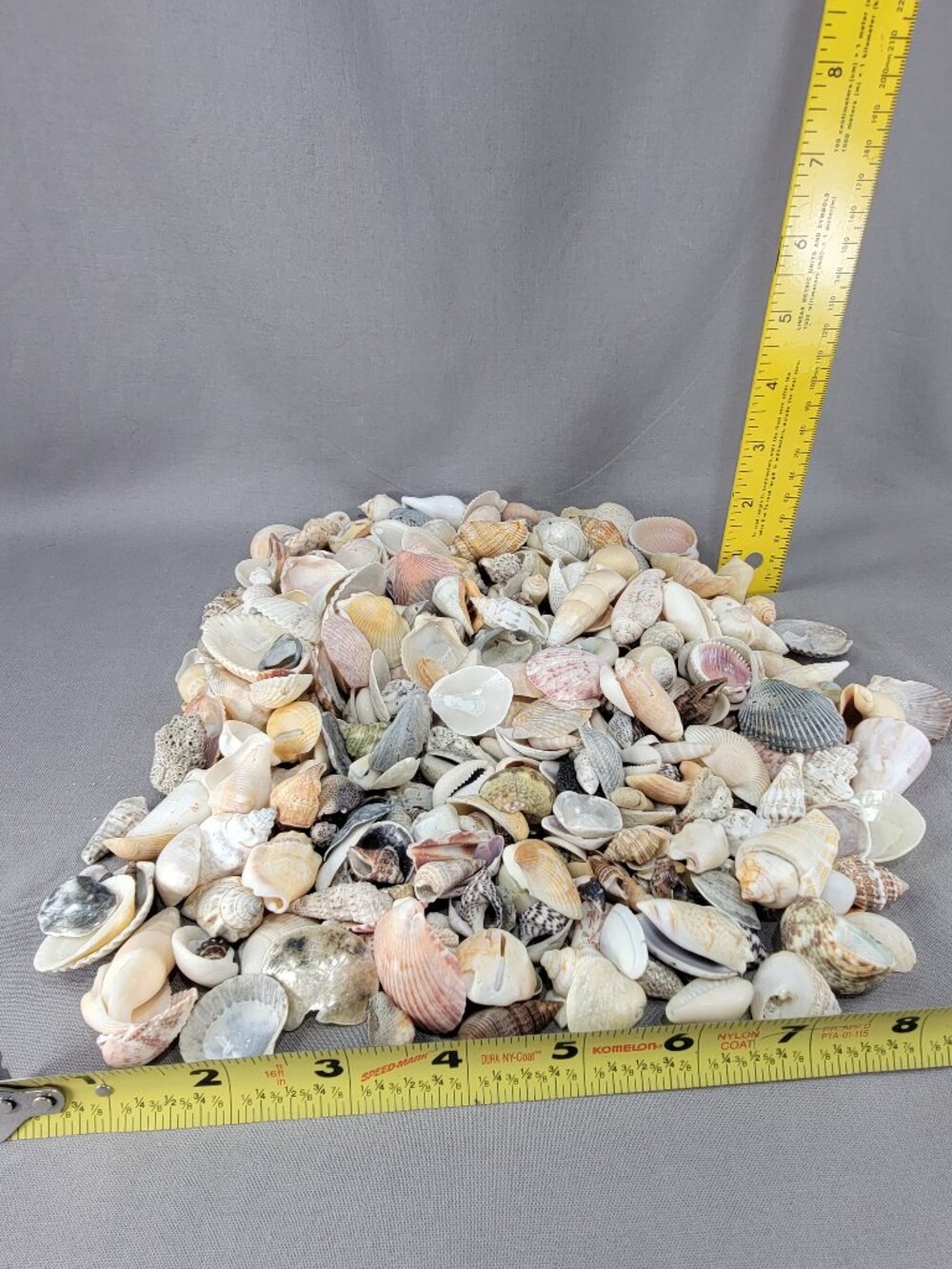 Natural Small Med Shell Seashell Mixed Lot Beach Ocean Decor Vase Filler Crafts - Picture 7 of 7